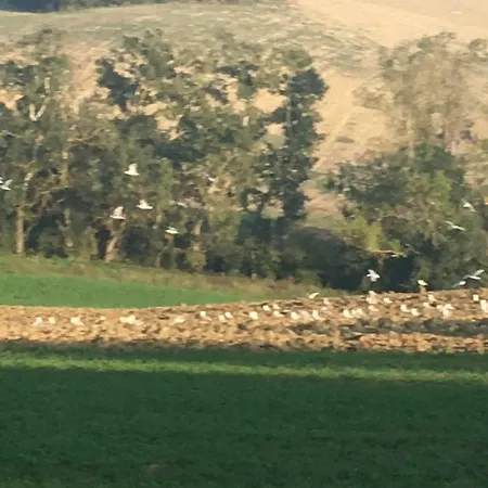 Fattoria Del Colle Iesi